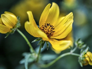 dahlias, Yellow, Flowers