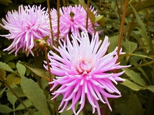 Pink, dahlias