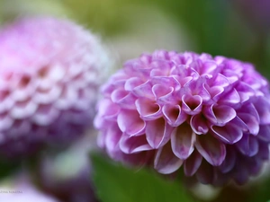 Pink, dahlias