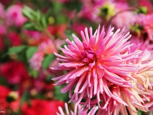 Pink, dahlias