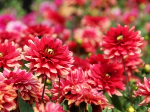 Red, dahlias