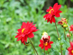 Red, dahlias