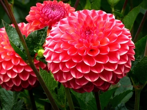 Red, dahlias