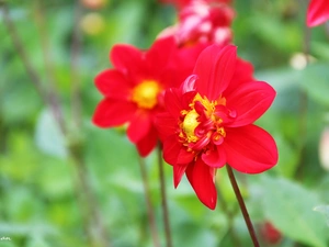 Red, dahlias