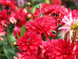 Red, dahlias