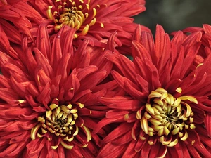 Red, dahlias