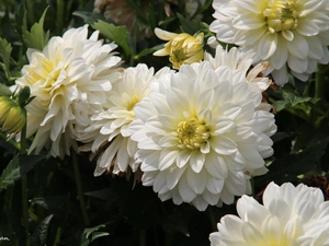 White, dahlias