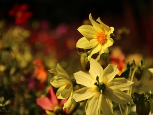 Yellow, dahlias