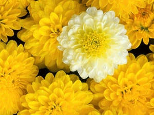 Yellow, dahlias