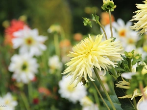 Yellow, dahlias