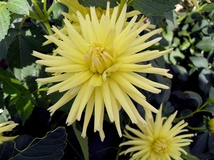 Yellow, dahlias