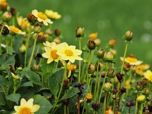 Yellow, dahlias