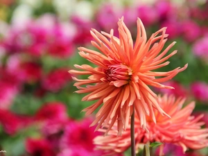 dahlias