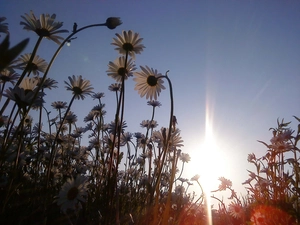 daisies