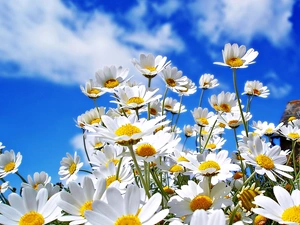 daisies