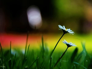 daisies