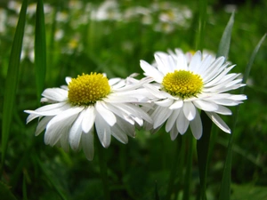 daisies