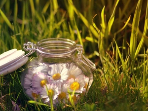 daisies, Meadow, jar