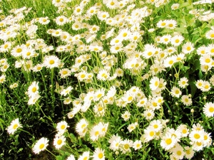 many, Daisies