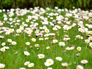 many, Daisies