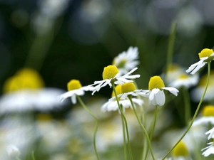 Meadow, Daisies