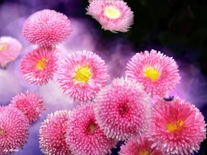 Pink, daisies