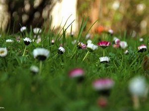 daisies, White, Pink