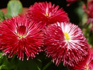 Red, daisies