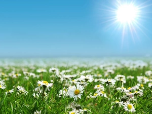 daisies, rays, sun