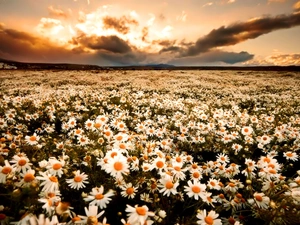 car in the meadow, Daisies