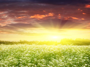 west, rays, daisies, sun