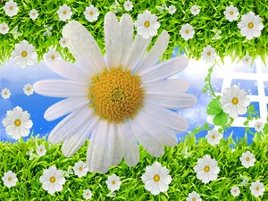 Daisy, grass, White