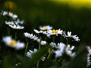 daisies