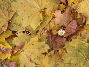 Autumn, Leaf, daisy, dry