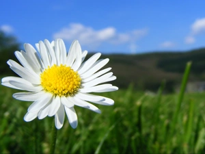 Meadow, Colourfull Flowers, daisy