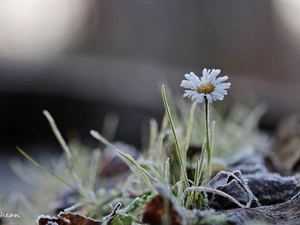 frozen, daisy