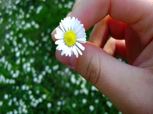 hand, daisy