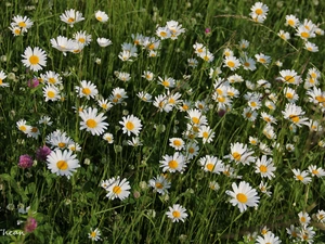 daisy, trefoil, full, flowers, Meadow