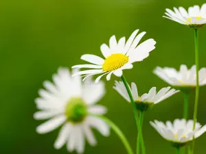 White, daisy