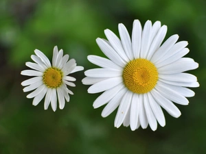 White, daisy