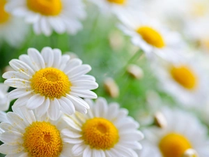 White, daisy