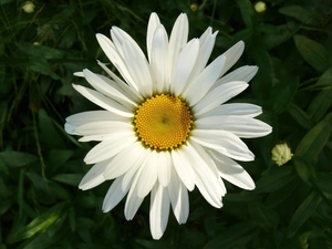 White, Daisy