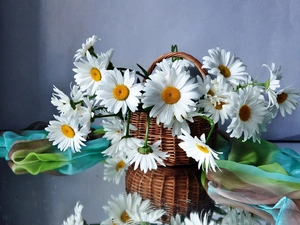 daisy, basket, White