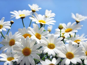 White, daisy