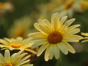 Yellow, daisy