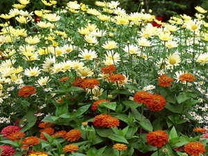 daisy, Zinnias