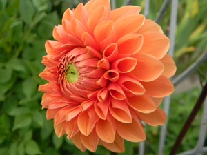 Orange, Dalia