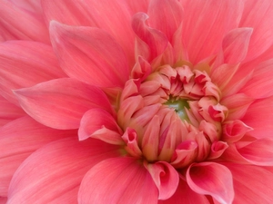 Pink, Dalia