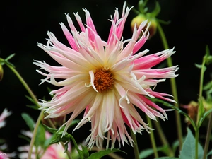 Pink, Dalia