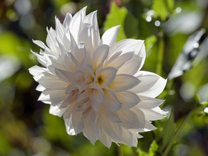 White, Dalia